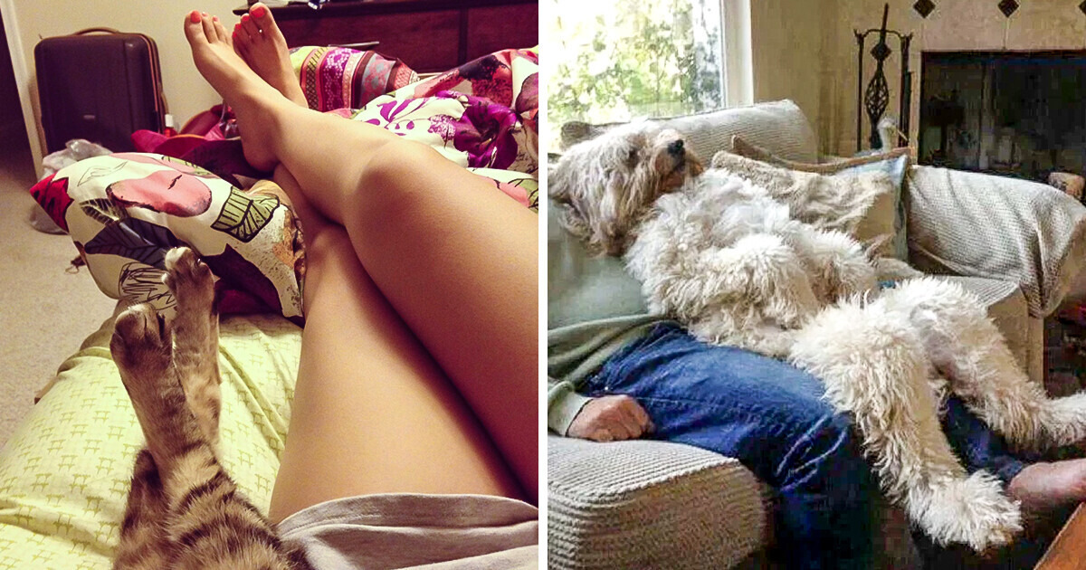 15 Pets Who Really Think They Are People 15 Pets Who Really Think They Are People