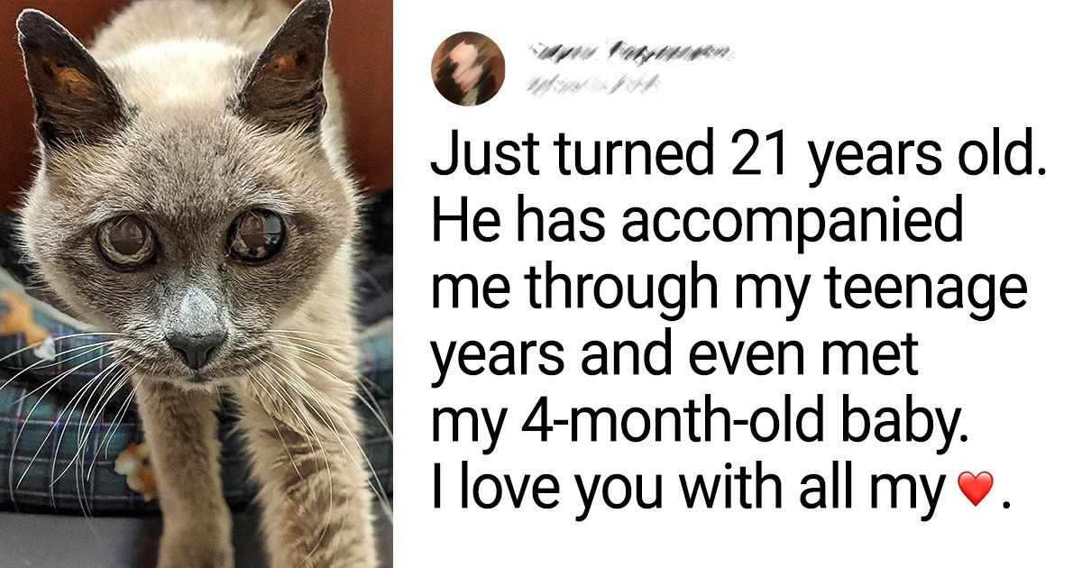 20 Older Pets Whose Age Is Only Proportional to the Love They Give to Their Humans 20 Older Pets Whose Age Is Only Proportional to the Love They Give to Their Humans