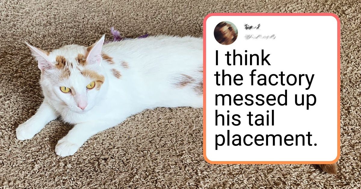 19 Unpredictable Cats That Broke All the Possible Laws of Physics