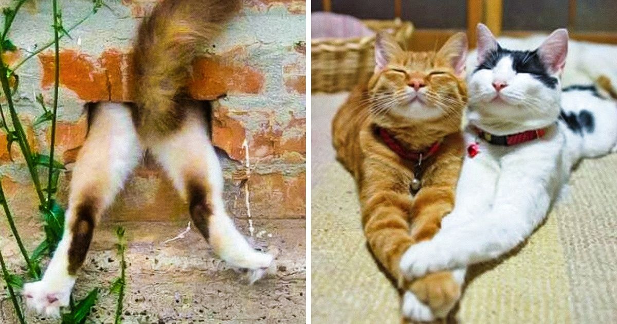17 Animals Whose Lives Are Never Ending Fun