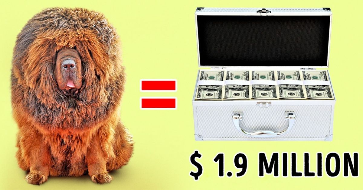 rare expensive dog breeds