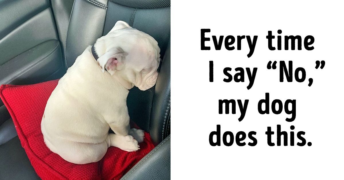 20+ Photos Proving That Dogs Have Their Own Kind of Logic 20+ Photos Proving That Dogs Have Their Own Kind of Logic