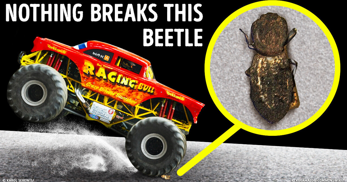 Not Even a Car Can Squish This Strong Bug Not Even a Car Can Squish This Strong Bug