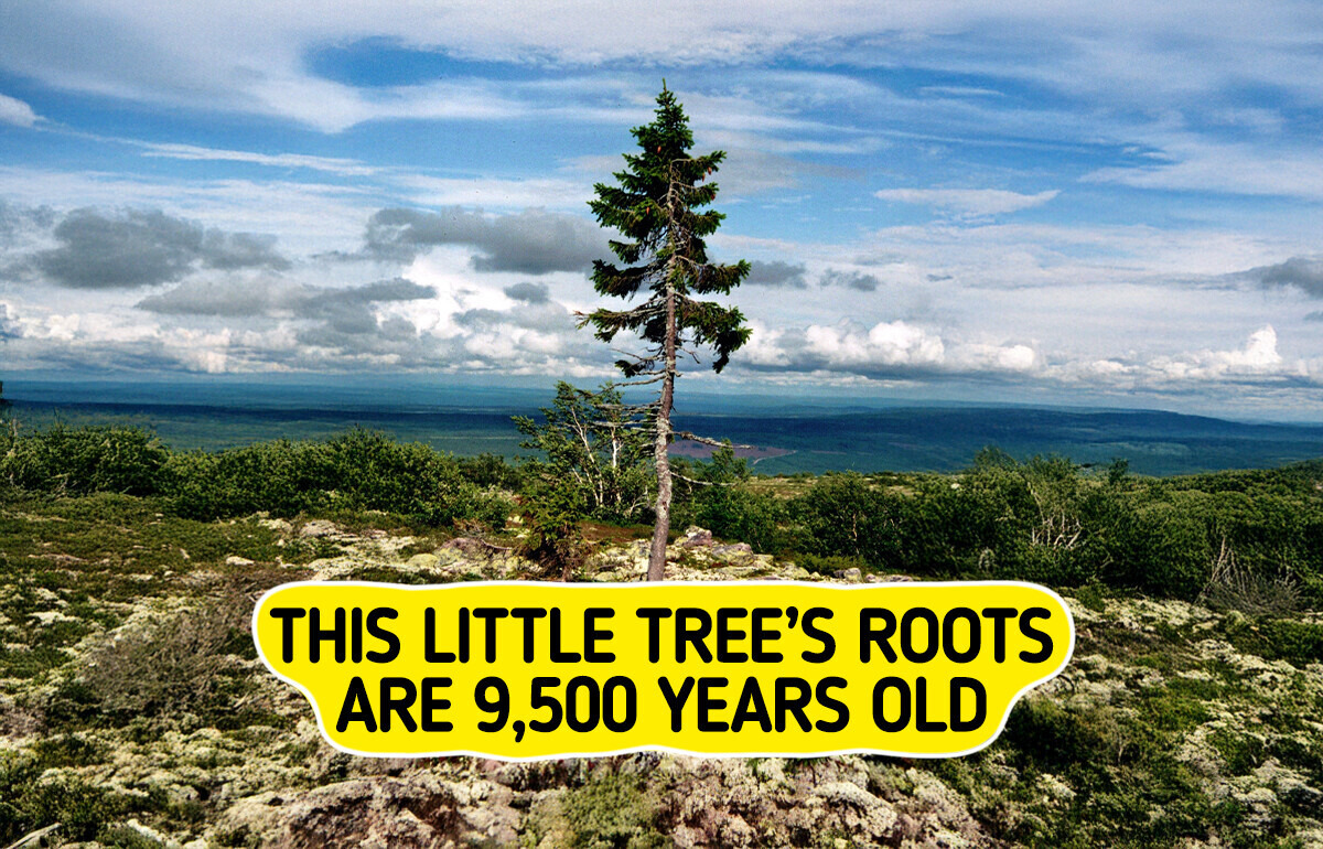 This Spruce’s Roots Are 9,500 Years Old: 12 of Earth’s Oldest Trees and Where to See Them