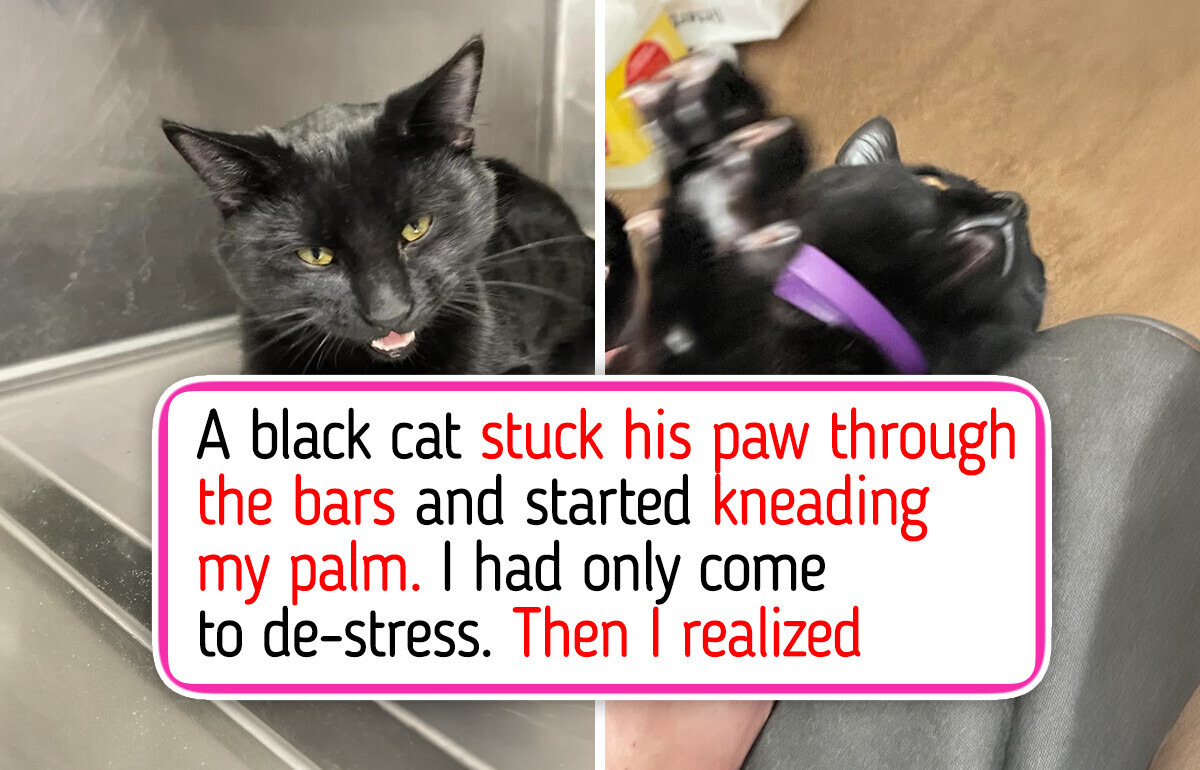 12 Black Cats Who Finally Got Picked at the Shelter, From a Kitten Who Waited Half His Life to One Who Reached Through the Bars