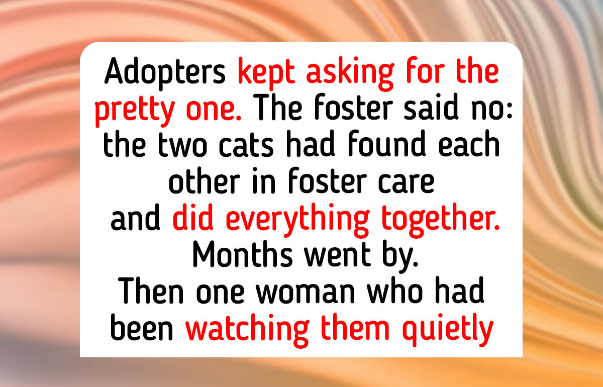 12 Shelter Pets Who Refused to Be Split Up, and Two Foster Cats Nobody Could Separate