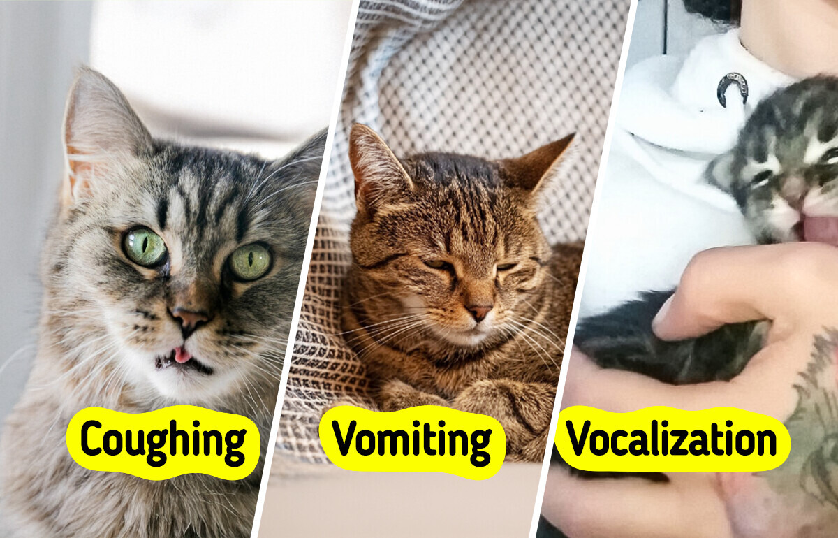 10 Important Health Signs for Cat Owners to Watch For