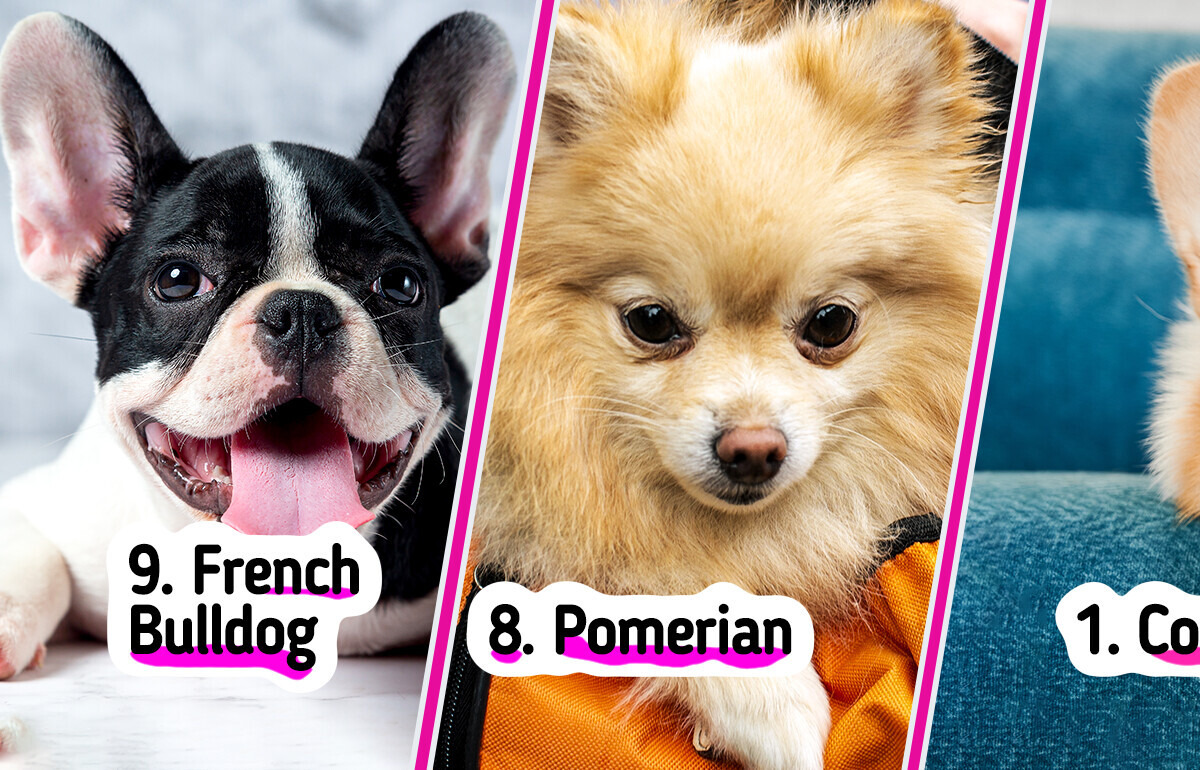 10 Calm and Affectionate Dog Breeds for Seniors Seeking a Furry Companion 10 Calm and Affectionate Dog Breeds for Seniors Seeking a Furry Companion