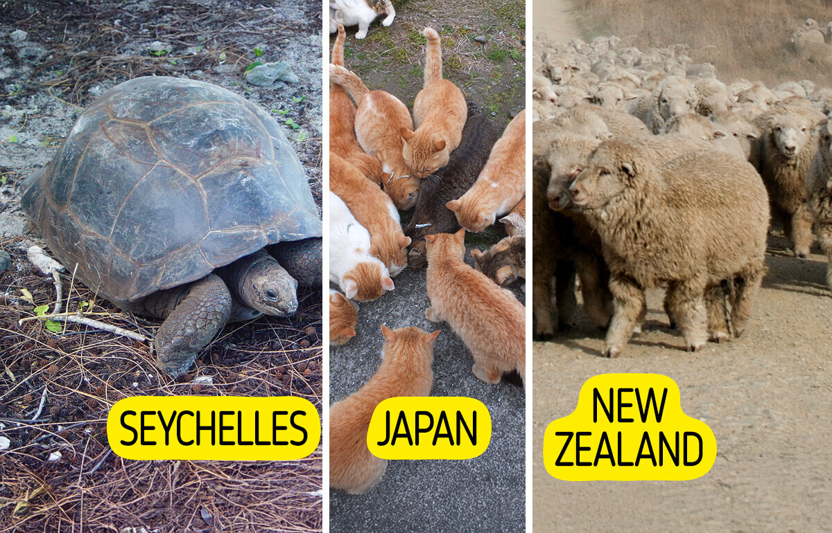 183,000 Giant Tortoises, Two Dozen People: 10 Places Where Animals Outnumber Humans