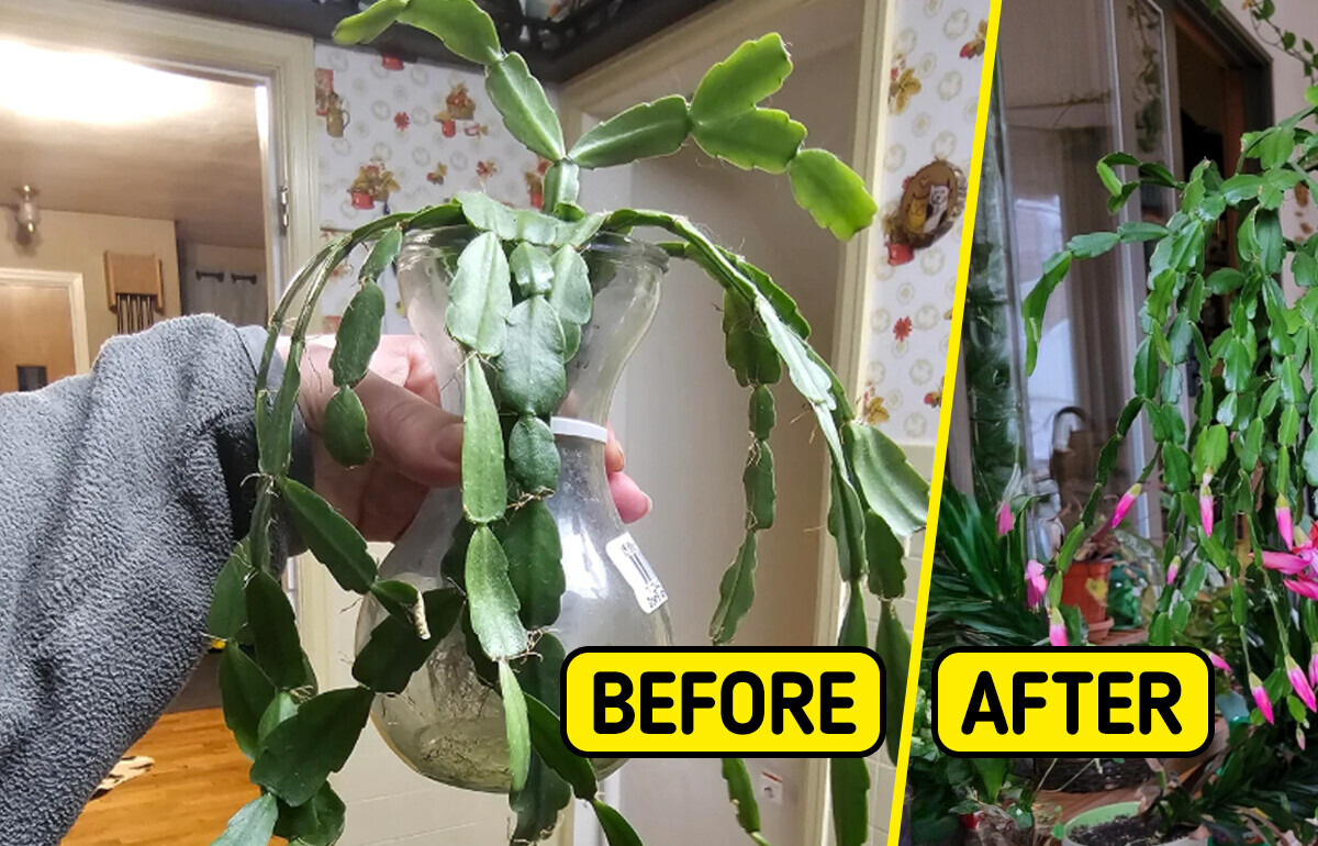 10 People Shared Plant-Care Tips That Actually Work