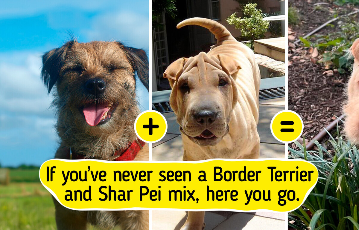 20+ Animals That Are So Adorable, They Should Be Illegal