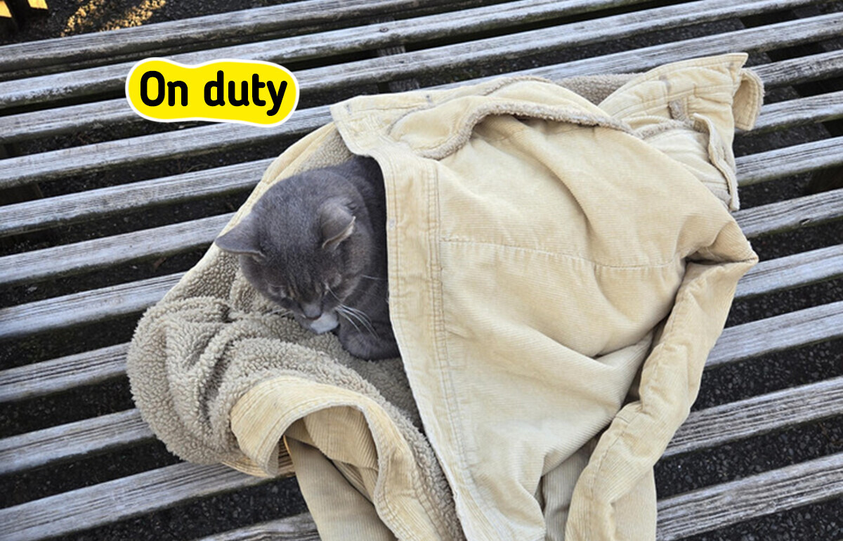 10 Shop Cats Who Run the Place, Like a Garden Shop Cat a Stranger Tucked Into a Jacket