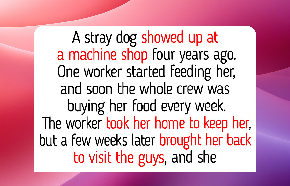 13 Therapy Dogs and Working Dogs With Real Jobs, Like a Shop Dog Who Wouldn’t Go Home