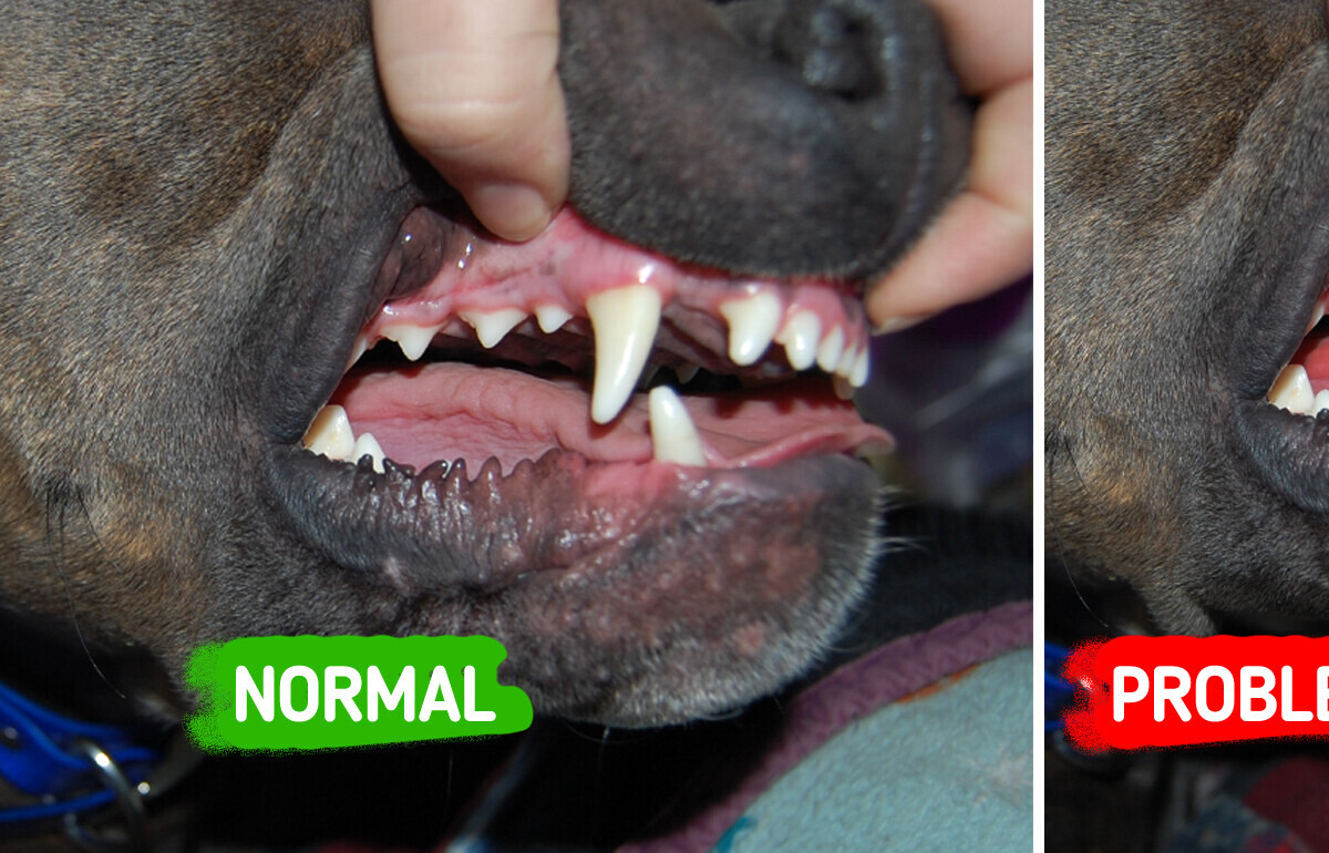 11 Surprising Signs That Your Dog Is Sick That You Might Be Missing