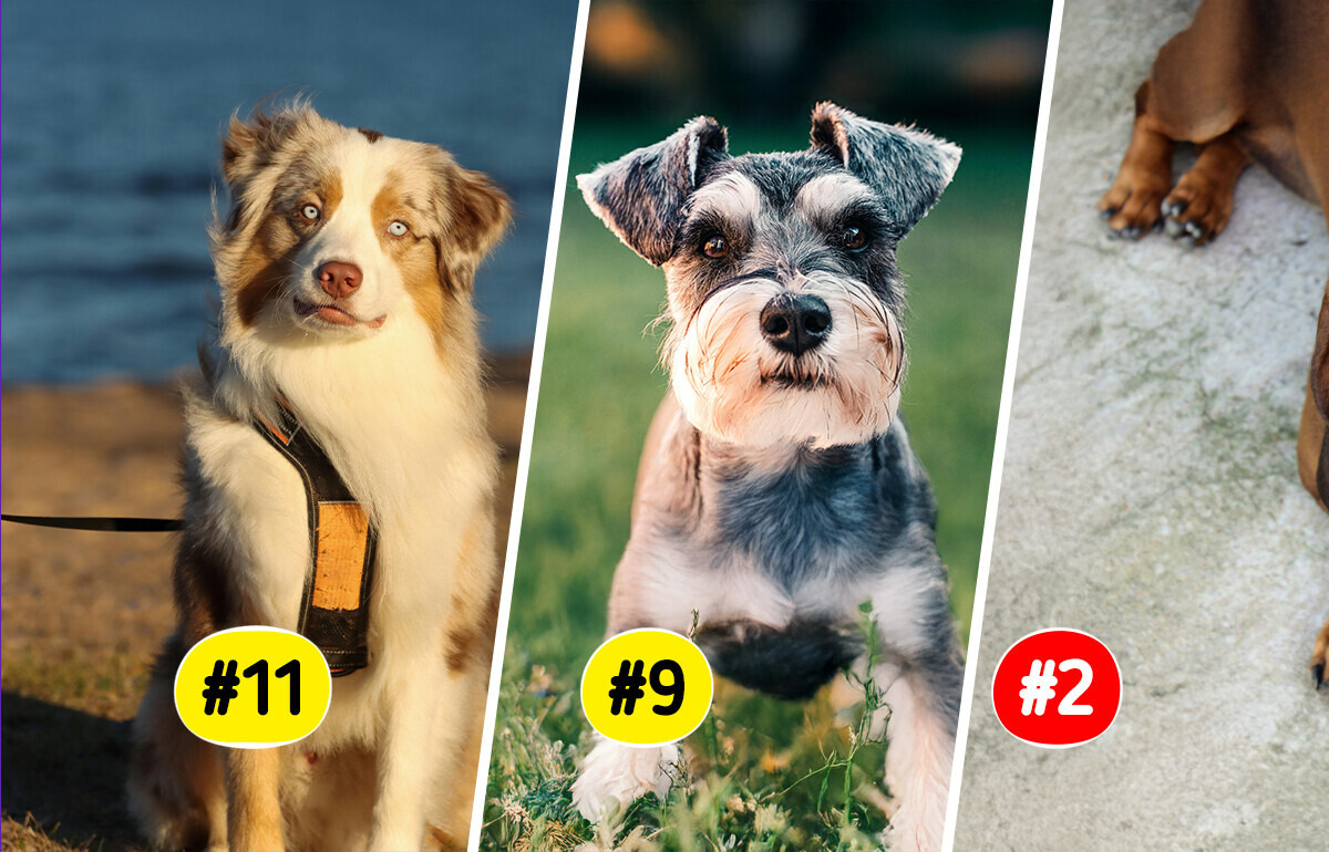 11 Dog Breeds Known for Forming Long-Lasting Bonds With Families 11 Dog Breeds Known for Forming Long-Lasting Bonds With Families