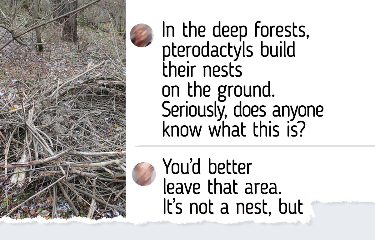 13 Forest Finds Including a Cherokee Legend, a Fairy Door, and One Thing Everyone Agreed Was a Pterodactyl