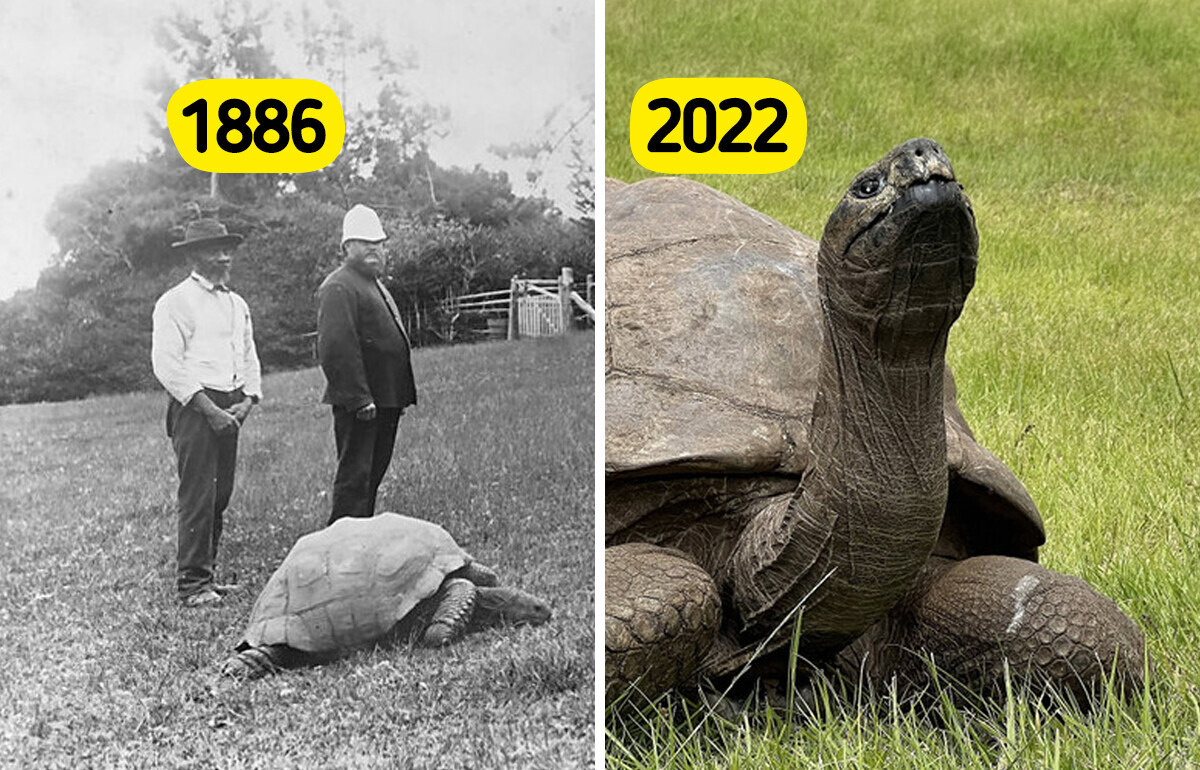 194 Years Old and Still Here: 10 of the Oldest Animals Alive Today