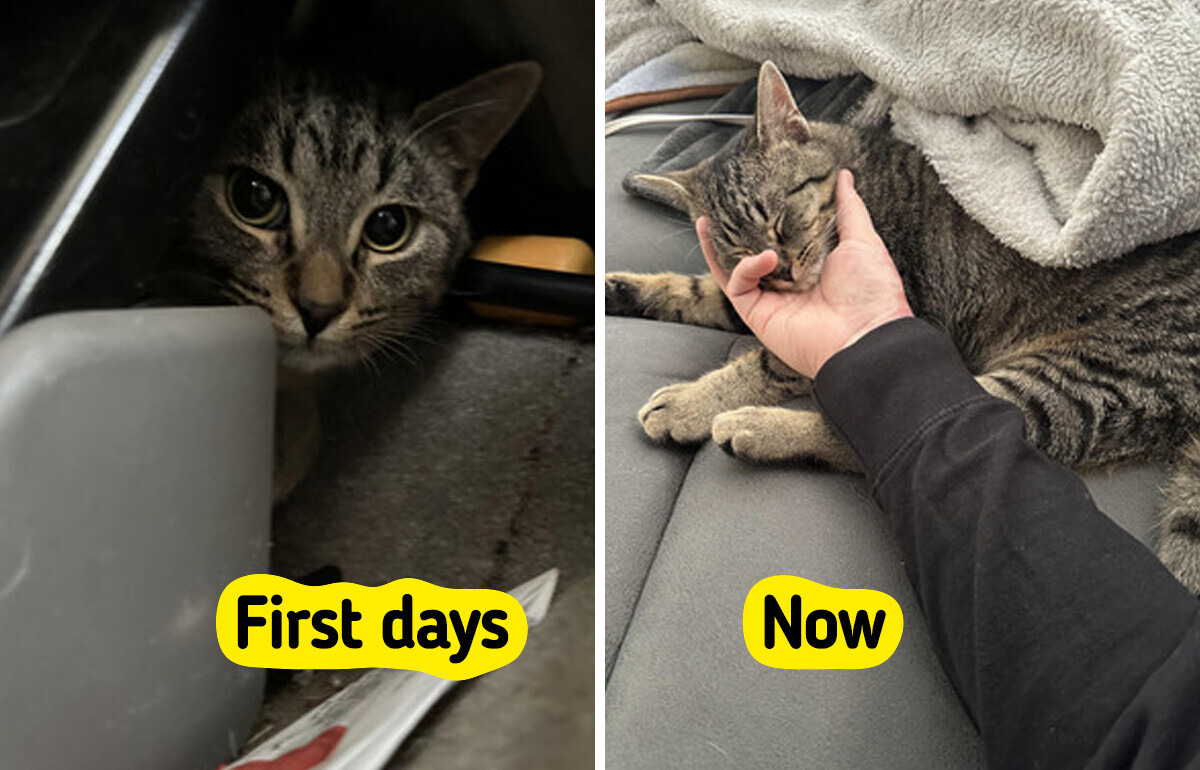 12 Senior Dogs and Cats From an Animal Shelter: a Cat Who Waited 7 Years and a Shepherd Who Got Younger 12 Senior Dogs and Cats From an Animal Shelter: a Cat Who Waited 7 Years and a Shepherd Who Got Younger