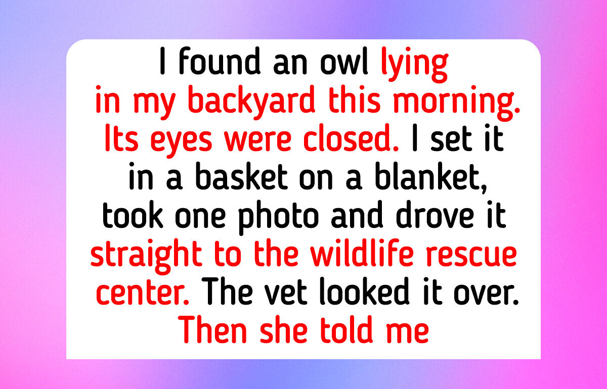 9 Backyard Animal Rescues: an Owl Found Lying in the Yard and a Pool Ramp for 7 Ducklings