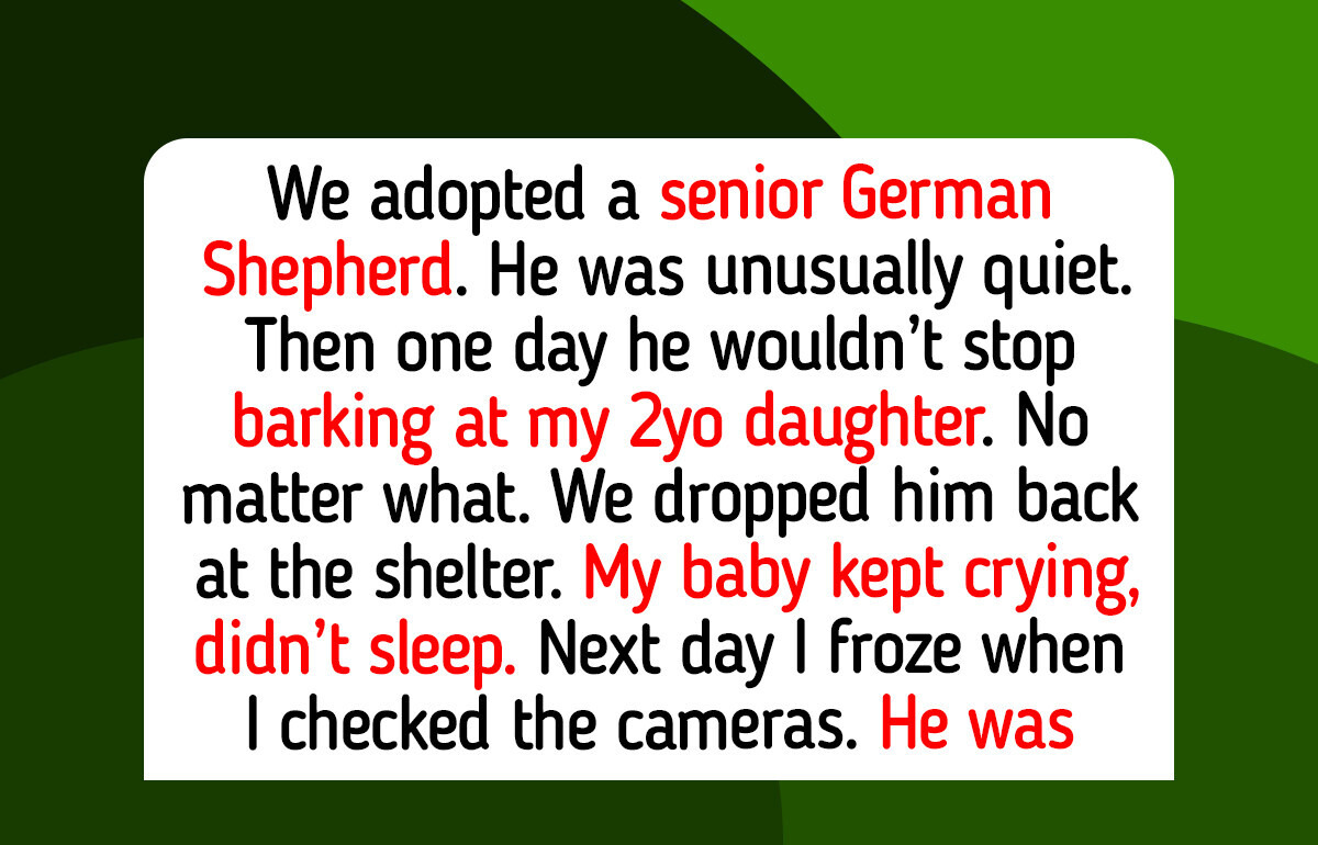 12 Animal Shelter Moments That Teach Us Why Every Life Deserves a Second Chance