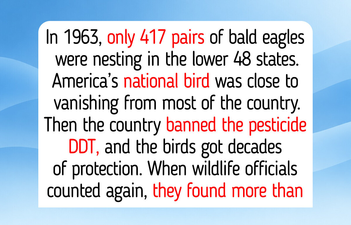 12 American Animals That Came Back, and the Bald Eagle’s Jump From 417 Nesting Pairs