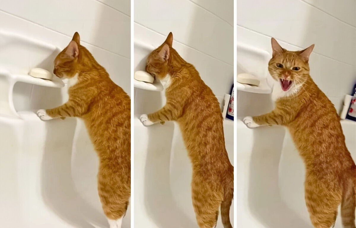 15 Animal Moments So Funny, You Can’t Help but Smile