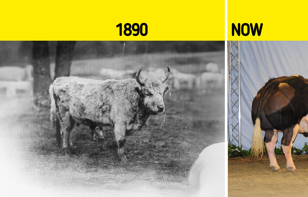 10 Farm Animals Humans Turned Into Totally Different Creatures 10 Farm Animals Humans Turned Into Totally Different Creatures