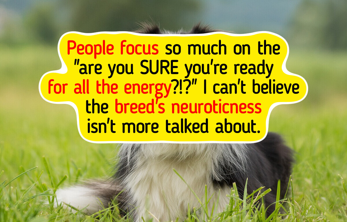 10 Dog Breeds That Are Not Recommended for First-Time Owners 10 Dog Breeds That Are Not Recommended for First-Time Owners