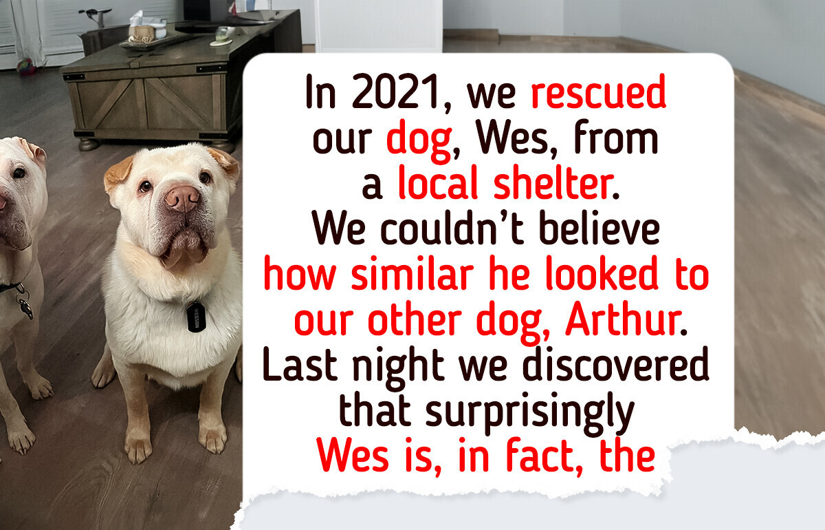 26 Animals That Could Soothe Even the Coldest Hearts