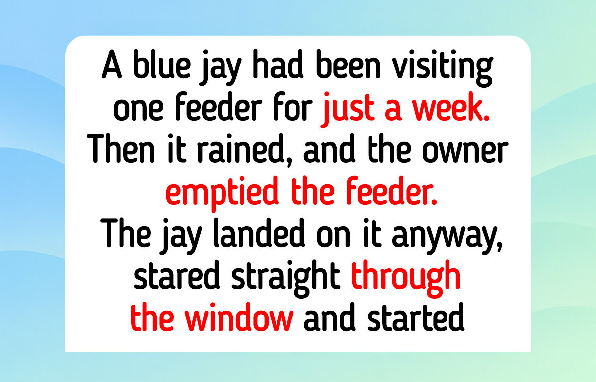 12 Backyard Birds Who Became Regulars at the Feeder, and a Blue Jay Who Wanted a Refill