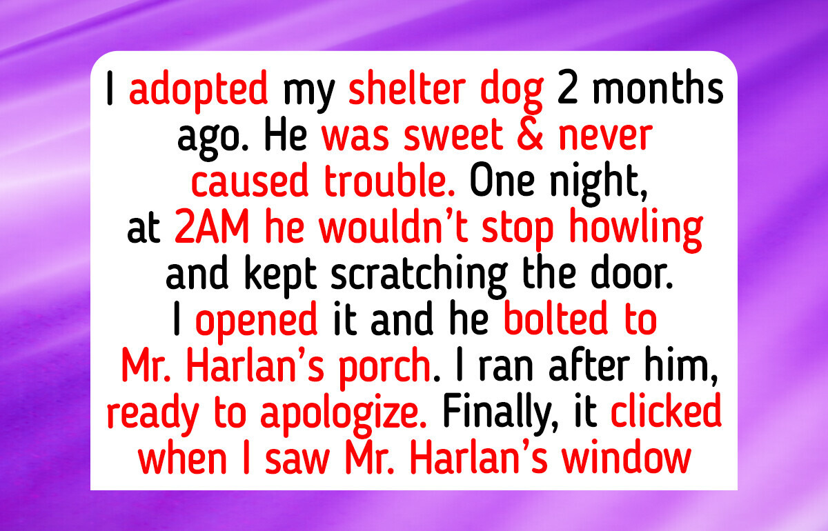 10 Shelter Animals Whose Hearts Remembered the Empathy That People Forgot