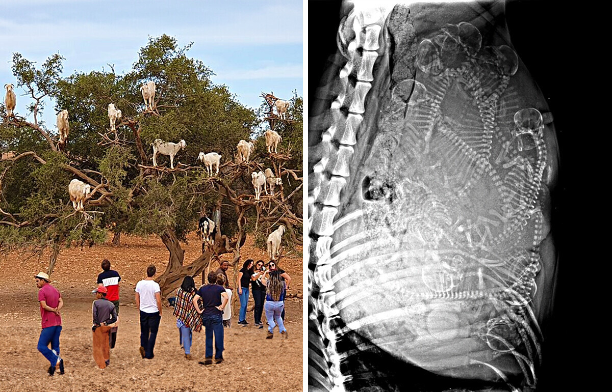 12 Stunning Photos That Blur the Line Between AI and Reality