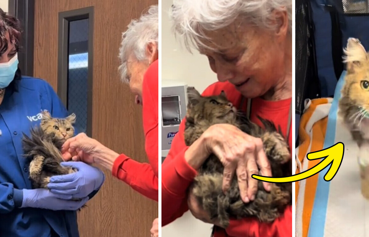 Cat Presumed Dead in Wildfire Miraculously Found Alive After Months—Owner Breaks Down (VIDEO)