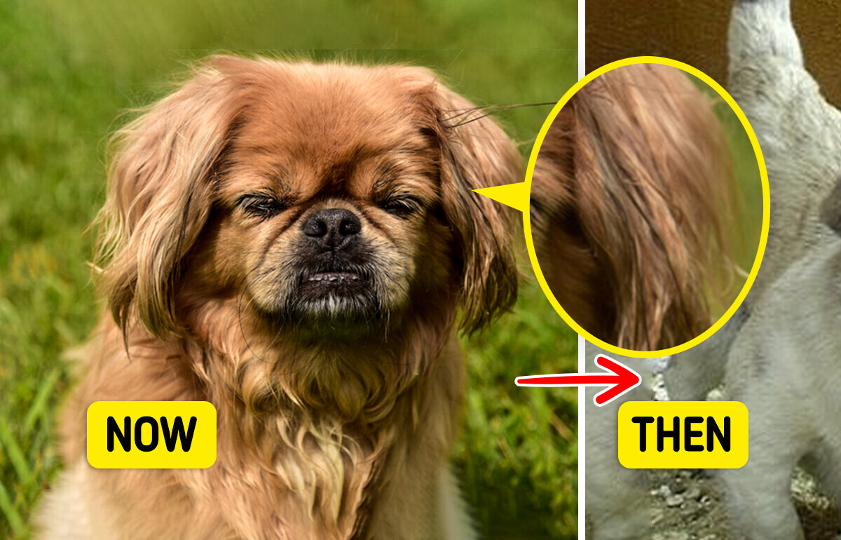 How 5+ Animals and Fruits Looked Before Humans Started Changing Their Genes