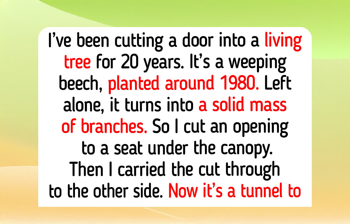 13 Trees Gardeners Planted, Then and Now: a Spruce Instead of a Wedding, a Beech With a Door 13 Trees Gardeners Planted, Then and Now: a Spruce Instead of a Wedding, a Beech With a Door
