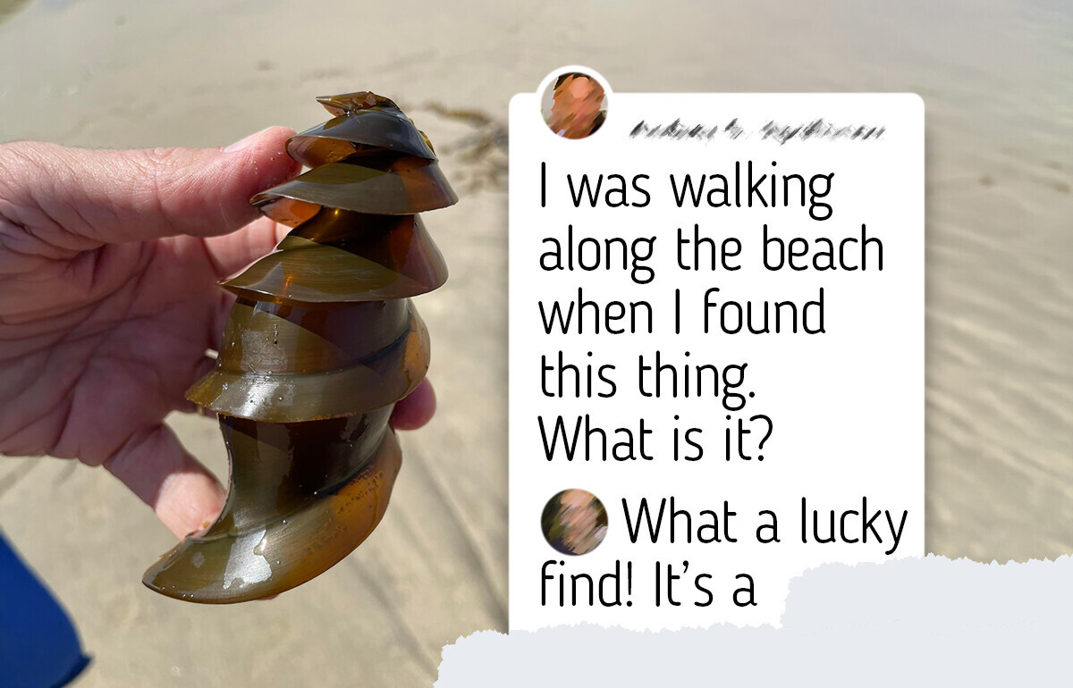 8 Bird and Fish Eggs That Look Nothing Like What You’d Expect — Including One That Looks Exactly Like a Dragon’s