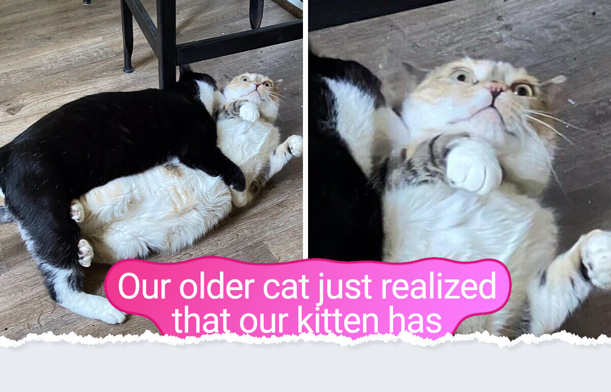14 Pets Who Treat Your House Like a Sitcom Set