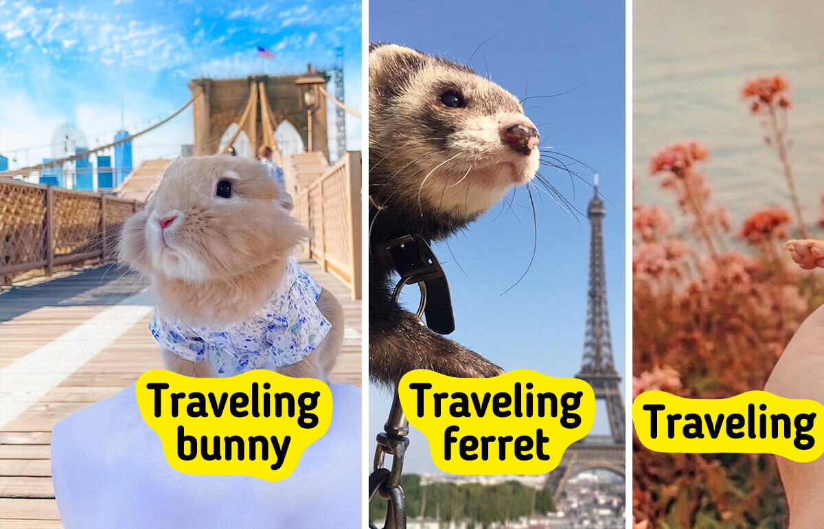 14 Pets Whose Family Vacations Ended in Acts of Kindness, From a Bride’s Stolen Bouquet to a Parrot at a No-Pets Motel 14 Pets Whose Family Vacations Ended in Acts of Kindness, From a Bride’s Stolen Bouquet to a Parrot at a No-Pets Motel