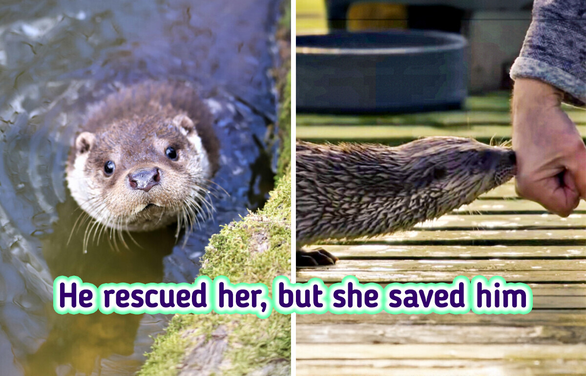 A Man’s Unexpected Encounter With an Otter Sparked an Unforeseen Friendship and a Hollywood-Worthy Story A Man’s Unexpected Encounter With an Otter Sparked an Unforeseen Friendship and a Hollywood-Worthy Story