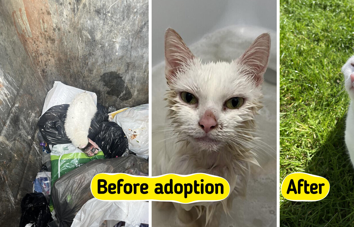 A Cute Rescue Cat Found in a Trash Bin After Heavy Rain Finds Love, a Forever Happy Home, and a Second Chance Outside the Animal Shelter Experience