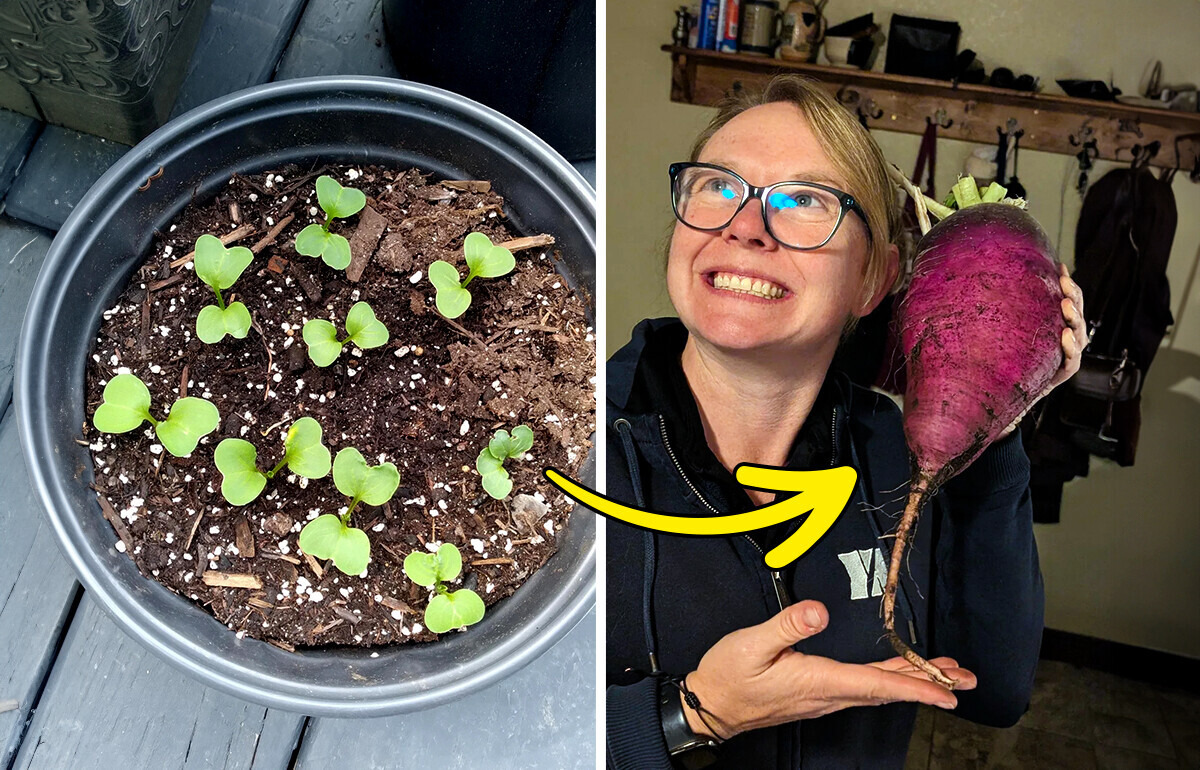 10 Surprising Fruits and Veggies You Can Actually Grow Indoors