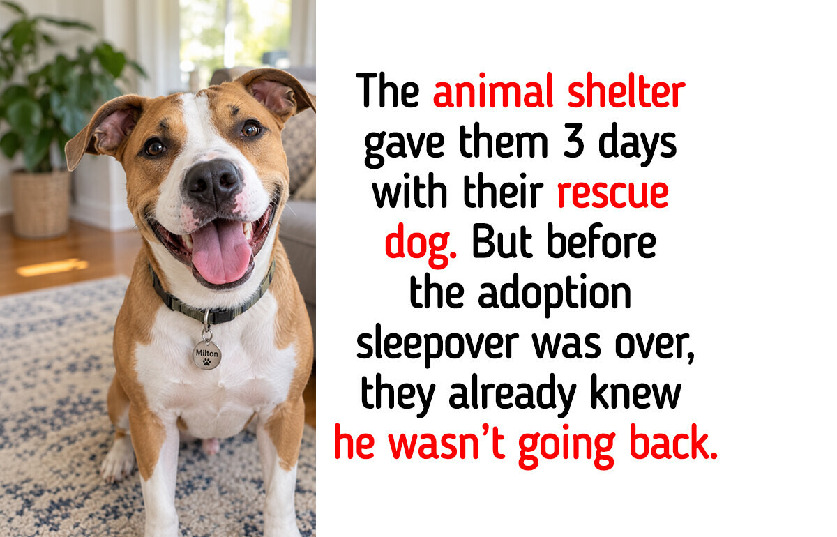 Philadelphia Couple Took a Rescue Dog Home From an Animal Shelter for a Sleepover; He Never Went Back