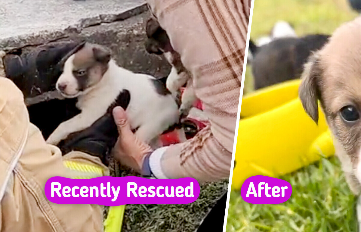 The Emotional Rescue of a Dog Caring for Her Puppies Underground Touched Thousands of Hearts