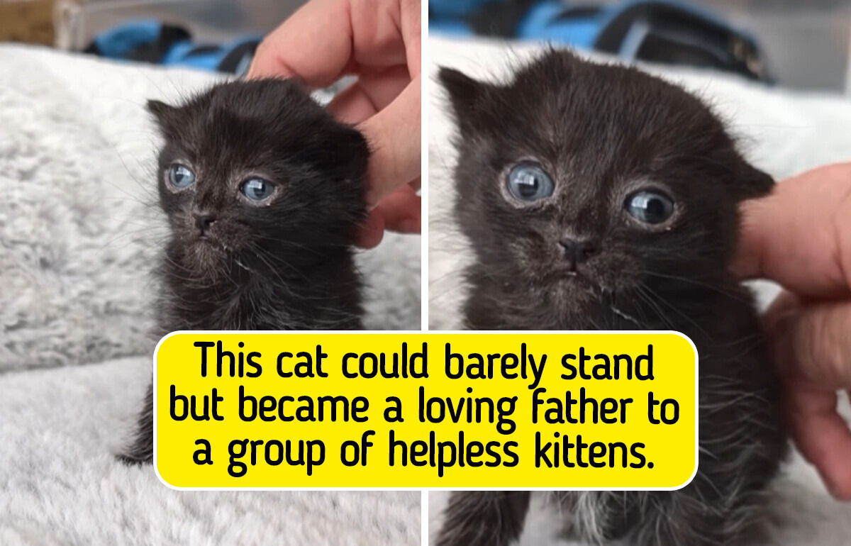 A Wobbly Rescue Cat Showed the World That Kindness Can Change Lives Forever