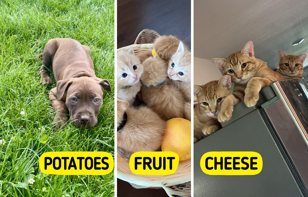 9 Kittens and Puppies Named Like a Menu, Including a Litter of Rescue Puppies With Potato Names