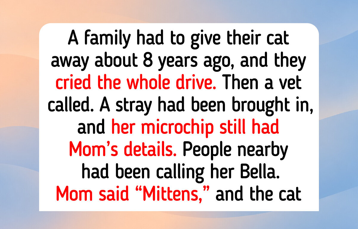 12 Lost Cats and Dogs Who Came Home, Like a Chihuahua Found by Her Microchip After 12 Years