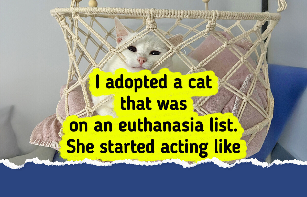 18 Rescued Cats That Can Charm Everyone