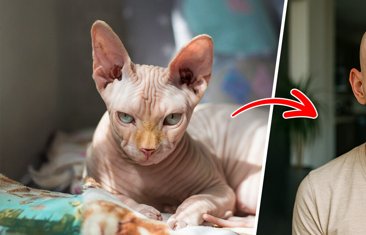 What 10 Popular Cat Breeds Would Look Like If They Were Human What 10 Popular Cat Breeds Would Look Like If They Were Human