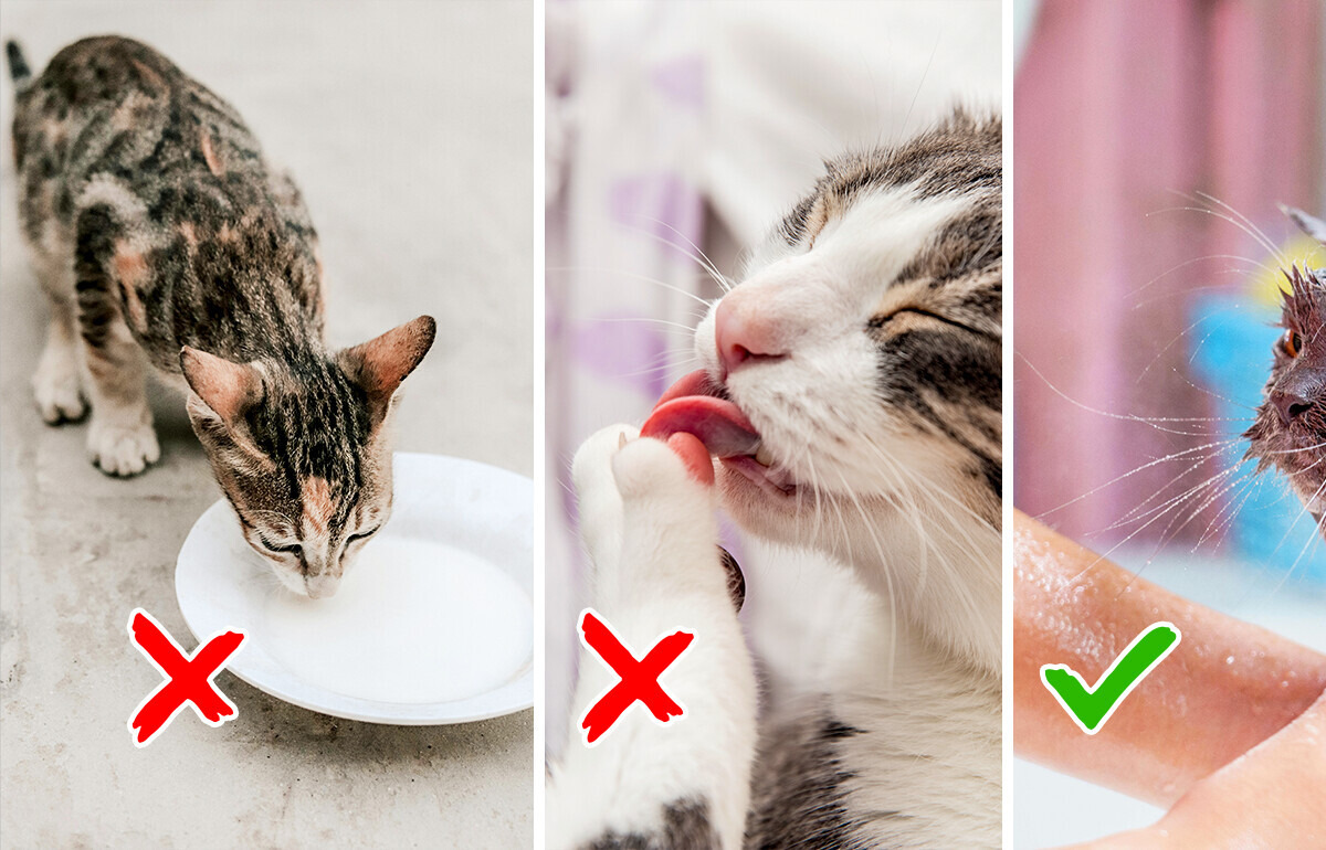 12 Popular Cat Myths Experts Reveal Are Totally False