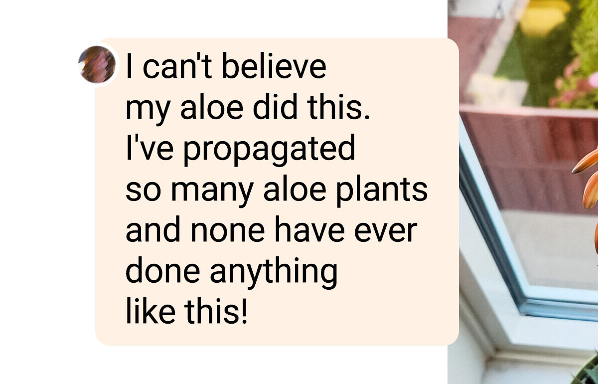 18 Houseplant Moments That Prove a Tropical Forest Can Bloom Even on a Tiny City Windowsill
